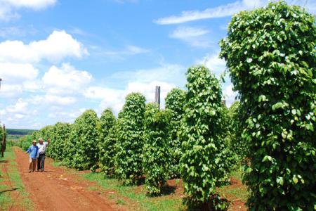 Giá hồ tiêu 26/3: Giao dịch chậm