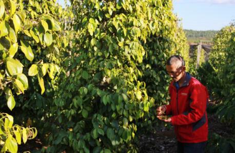 Giá hồ tiêu 27/3: Không nhúc nhích, giá giao dịch chậm