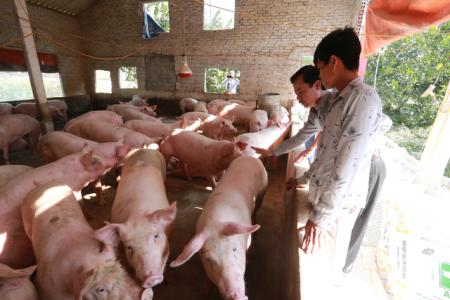 Giá heo hơi 14/4: Tăng mạnh ở nhiều địa phương