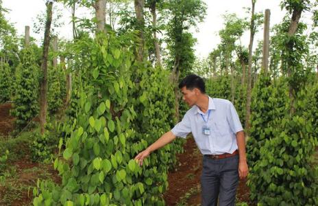 Giá hồ tiêu 29/4: Vẫn đi ngang chờ tác động đà tăng