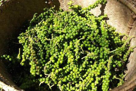 Giá hồ tiêu 4/5: Chưa có biến động mới