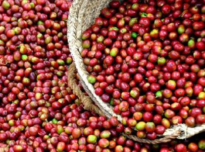 Giá cà phê 4/5: Dự báo trong tuần này sẽ tăng