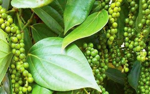 Giá hồ tiêu 5/5: Vẫn lặng sóng, thị trường giao dịch chậm