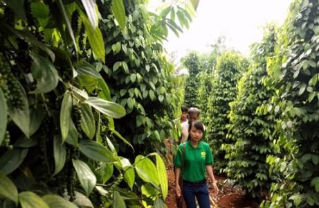 Giá hồ tiêu 6/5: Vẫn lặng sóng chờ tăng giá