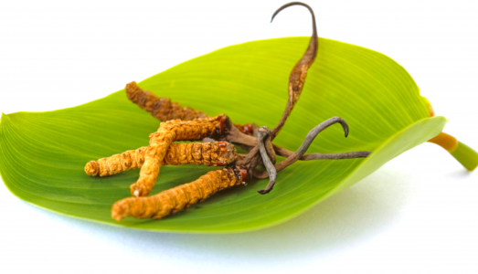 Tăng cường sức đề kháng trong đại dịch COVID-19 từ đông trùng hạ thảo