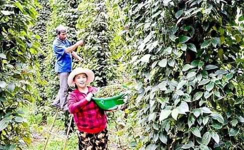 Giá hồ tiêu 5/6: Bất ngờ tăng mạnh