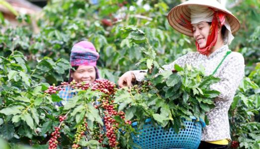 Giá cà phê 5/6: Quay đầu giảm 100 đồng/kg