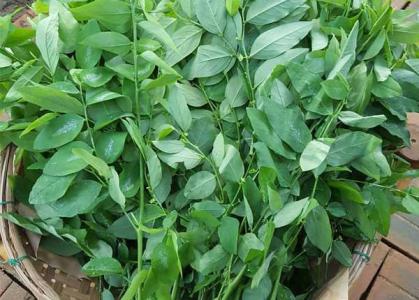 Trị mờ nám, tàn nhang chỉ sau 1 tuần sử dụng rau ngót