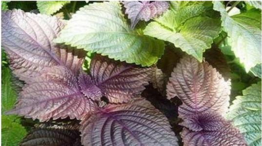 Nắm lá rẻ bèo trị dứt điểm trào ngược dạ dày, ợ chua ợ nóng