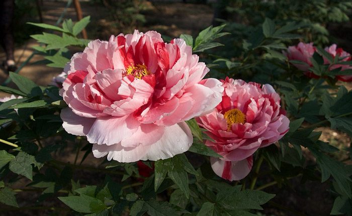 Rinh hoa về nhà bày Tết hút tài lộc, may mắn