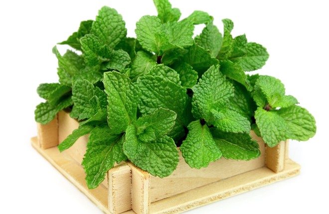 Các loại cây thảo mộc nên có trong vườn nhà