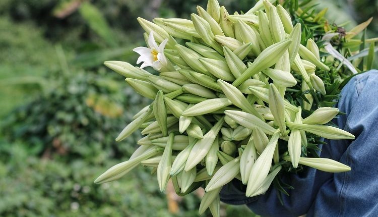 Những loại hoa nên đặt lên bàn thờ trong lễ cúng Rằm tháng Giêng