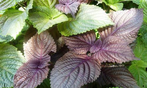 8 loại bệnh này đừng vội uống thuốc, dùng một nắm lá tía tô có thể trị khỏi