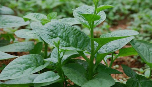 7 đại kỵ khi ăn rau mồng tơi: Coi chừng sỏi thận, ngộ độc cả nhà