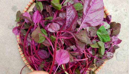 Loại rau ngon, bổ rẻ được mệnh danh là rau ‘trường thọ’