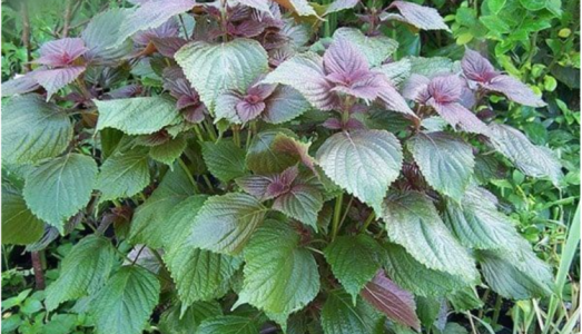 Nước tía tô có giảm tác dụng phụ khi tiêm vaccine COVID-19?