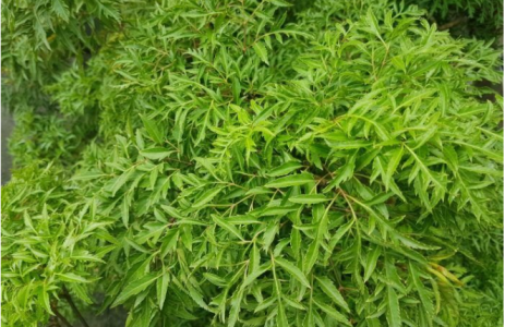 Công thức giảm nám, sạch mụn, thu nhỏ lỗ chân lông bằng lá đinh lăng