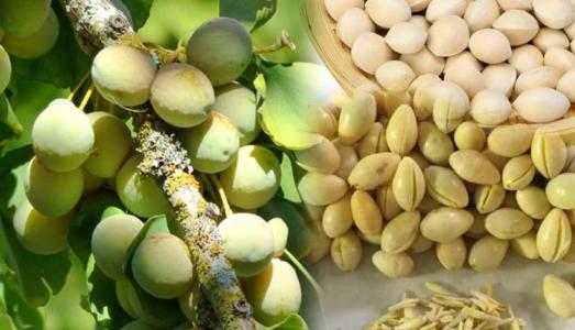 Thực phẩm bổ phổi, dưỡng âm, ngăn ngừa mầm bệnh gây hại cho phổi