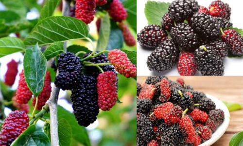 Thực phẩm giải quyết mụn trứng cá nhanh gọn lẹ chẳng tốn tiền