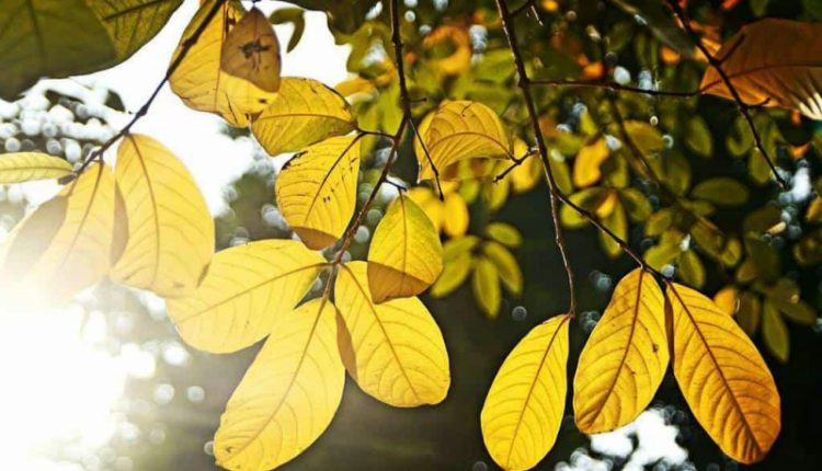 Dự báo thời tiết ngày 3/11/2022: Bắc Bộ nắng hanh, Nam Bộ chiều tối mưa rào
