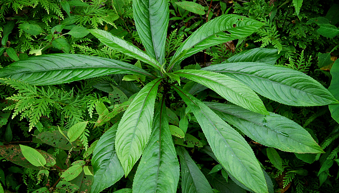 Loại rau củ rẻ tiền bán đầy chợ lại là 