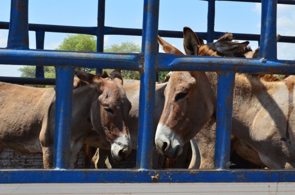 Buôn bán da lừa được cảnh báo sẽ gây ra rủi ro nghiêm trọng đối với an ninh sinh học quốc tế