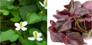 Mặt nạ từ diếp cá phục hồi làn da trắng sáng, trẻ trung