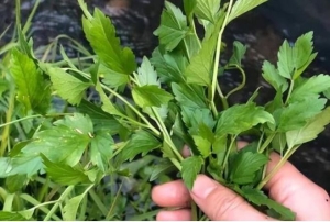 Ăn cần tây bỏ lá: Lãng phí hay tốt cho sức khoẻ?