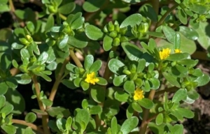 Loại rau trường sinh món ngon bổ dưỡng