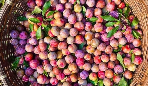Đối tượng tuyệt đối không ăn quả mận kẻo gây hại cho sức khỏe