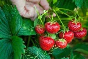 Loại quả giúp chống nắng tự nhiên, sản sinh collagen càng ăn nhiều càng trẻ đẹp