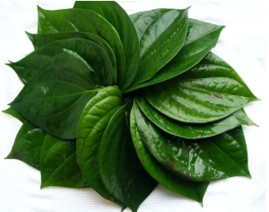 Lá trầu không dùng làm nước tẩy trang vừa sạch vừa an toàn