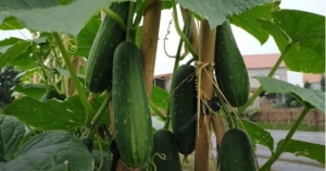 Những người tuyệt đối không nên ăn dưa chuột