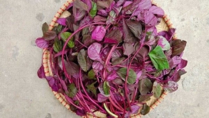 Loại rau dùng cho mùa hè lại giúp tưới tẩm cho làn da hồi xuân