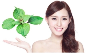 Tắm trắng thành công bằng lá tía tô