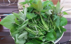 Loại 'rau trường thọ' người Nhật ăn hàng ngày