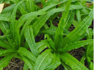 Loại rau giàu canxi 36 lần so với canh xương, nhiều chất oxy hóa hơn cả trà xanh nhiều người không biết