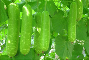 Đi chợ thấy 6 loại rau này đừng tiếc tiền mua: Vừa sạch vừa bổ lại không lo phun thuốc