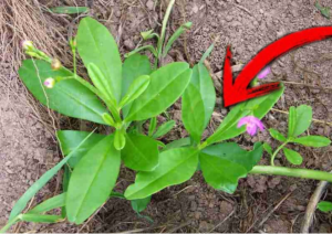 Tìm cây rau không chăm cũng sống tốt, ăn vào bổ máu, lọc gan sạch từng ngày