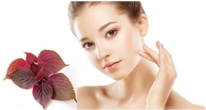 Tips giải quyết mọi khuyết điểm cho làn da bằng lá tía tô