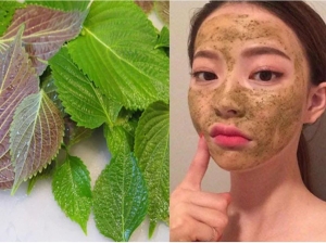Loại lá cây làm sạch mụn, trả lại vẻ đẹp tự nhiên cho làn da