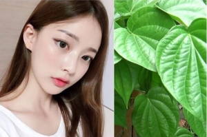 Mẹo dùng lá trầu loại bỏ nám tàn nhang, giúp trẻ hóa làn da