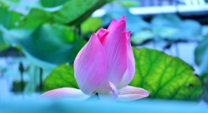 Những lời chúc hay và ý nghĩa dành cho cha mẹ dịp Lễ Vu lan báo hiếu