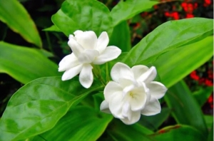 Công thức làm đẹp từ hoa nhài giúp làn da sạch tinh, sáng mịn 