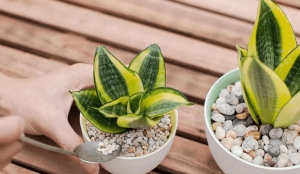 Cây lưỡi hổ có thể giúp trị mụn và giảm nếp nhăn