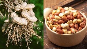 Thực phẩm được ví là 'hạt trường sinh', giàu protein