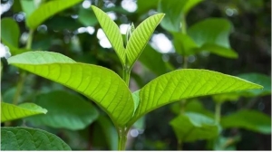 Loại lá mọc dại đầy vườn: Mát gan, nhiều chất bổ