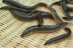 Loại cá giàu canxi gấp 6 lần cá chép, 10 lần cá lăng