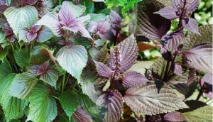 Mẹo rửa mặt làm đẹp da từ hai loại lá bán đầy chợ