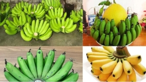 Ông bà dặn con cháu chọn chuối thắp hương Tết phải nhớ điều này để tránh đại kỵ